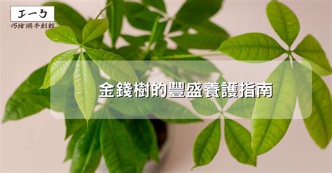 發錢樹|金錢樹的豐盛養護指南：吸引財富與繁榮 